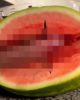Qui sur Nice veut mon jus de pastèque ?